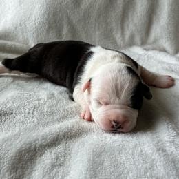 Scrabble - Black male American Staffordshire Terrier puppy in Byron, Georgia from Lelani