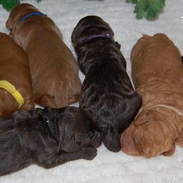 Australian Labradoodle Puppies from Lakeview Labradoodles