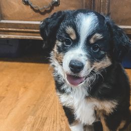 Miniature Australian Shepherd Puppies from The Kelley Crew