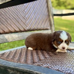 Girl 3 - Red tri female Toy Australian Shepherd puppy in Troy, South Carolina from Stockman Farms