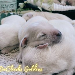 Golden Retriever Puppies from DeClercks Goldens