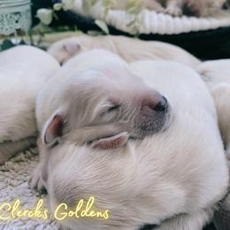 Golden Retriever Puppies from DeClercks Goldens