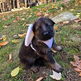 Myra - Sable female German Shepherd puppy in Buckfield, Maine from Levesques German Shepherds