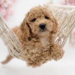 Pink - Apricot female Goldendoodle puppy in Byron, Georgia from Southern Olive Doodles 🫒