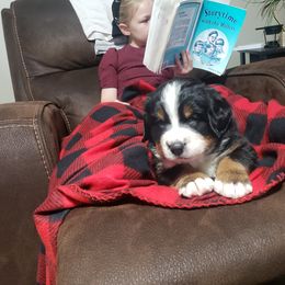 Bernese Mountain Dog Puppies from Swamp Creek Berners