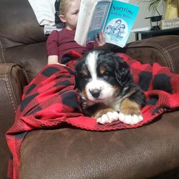 Bernese Mountain Dog Puppies from Swamp Creek Berners