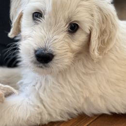 Goldendoodles from Bell Buckle Kennel Goldendoodles
