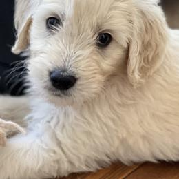 Goldendoodles from Bell Buckle Kennel Goldendoodles