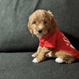 Goldendoodle Puppies from Duck River Goldendoodles