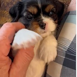 McKenzie - Tri-color female Cavalier King Charles Spaniel puppy in Troy, Michigan from Summer Cavaliers