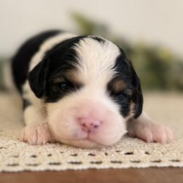 Bernedoodle and Cavapoo Puppies from Apricot Roots Doodles