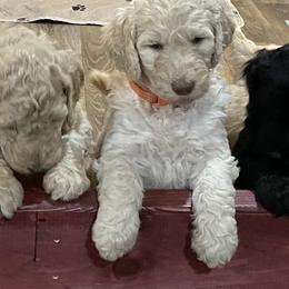 Poodles from Poodle Scherer