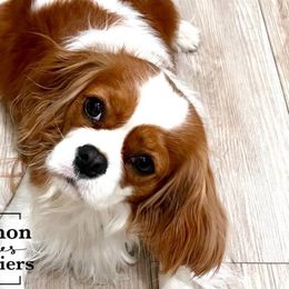 Trulie - Cavalier King Charles Spaniel