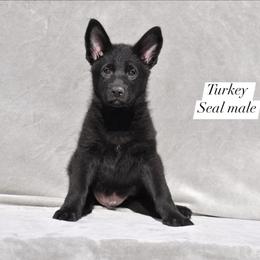 Turkey - Black seal male German Shepherd puppy in New Cambria, Missouri from Des Hausraben Shepherds