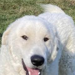 Nero - Maremma Sheepdog