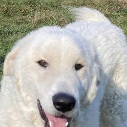 Nero - Maremma Sheepdog