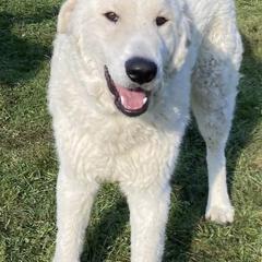 Nero - Maremma Sheepdog