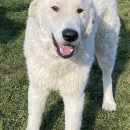 Nero - Maremma Sheepdog