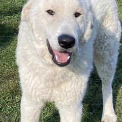 Nero - Maremma Sheepdog