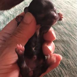 Black with white on her chest - Black and white female Chihuahua puppy in Amelia, Virginia from Pannell’s Precious Pups