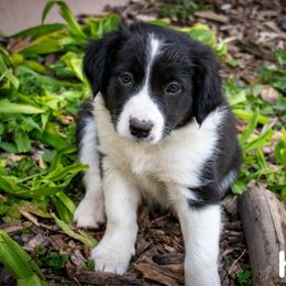 Apollo (Hoax) - male Sporty Mix puppy in Oshkosh, Wisconsin from Turbo Border Collies & Sporty Companion Crosses