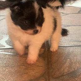 Boy 2 - Black and tan male Pomeranian puppy in Gotha, Florida from Jazzi’s Poms