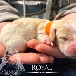 Royal - Cream male Dachshund puppy in Nampa, Idaho from 208 Dox Dynasty
