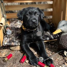 Labrador Retriever Puppies from Creekside Canines