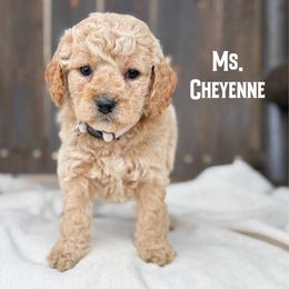 Ms. Cheyenne - Cream female Cavapoo puppy in Sacramento, California from Dandy Doodles Goldendoodles