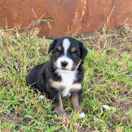 Rory - Black tri female Toy Australian Shepherd puppy in Sealy, Texas from Southern Belle Aussies