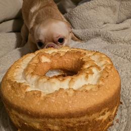Nova - Chihuahua