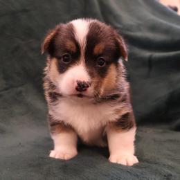 Hot Dog - Black and tan male Pembroke Welsh Corgi puppy in Arcanum, Ohio from Weissway Corgis