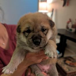 Girl 2 - Red female Shiba Inu puppy in Rohnert Park, California from Shiba Inn