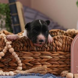 Quill - Black and white female Border Collie puppy in Brooklyn Center, Minnesota from Inspire Performance Dogs