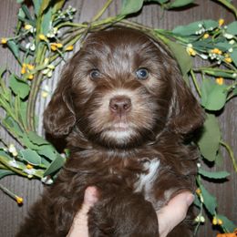 Australian Labradoodle Puppies from Windsor Creek Labradoodles