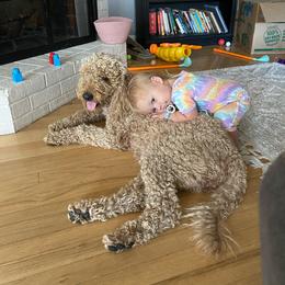 Cali - Goldendoodle