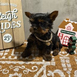 Baby girl - Black and gold female Yorkshire Terrier puppy in Maple Heights, Ohio from Yorkiesllc