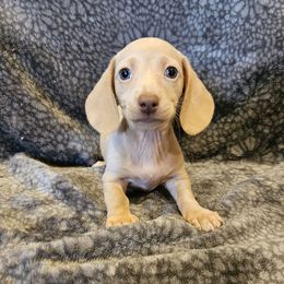 Holly - Isabella (No Points) - Fawn female Dachshund puppy in Tower City, Pennsylvania from Stoney Mountain Mini Doxies