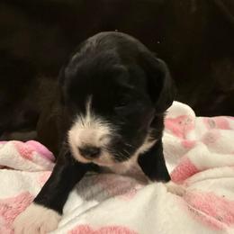 Inky - Black female Labradoodle puppy in Churchill County Fallon, Nevada from Card Family Ranch
