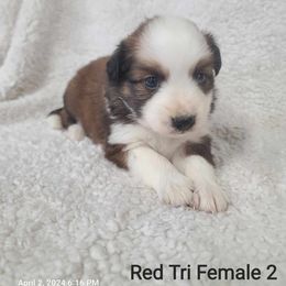 American Eskimo Dog, Companion Cross, and Miniature Australian Shepherd Puppies from Rodeo Ranch Aussies and Aussie Mo's