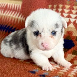 Finn - Blue merle and white male American Corgi puppy in Okeechobee, Florida from HotShot Kennels