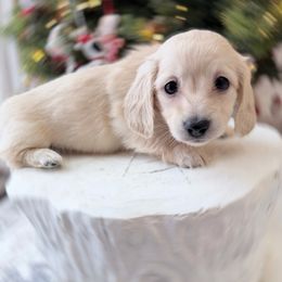 Mindy - Cream female Dachshund puppy in Richmond, Virginia from Irresistible Dachshunds & Cavaliers