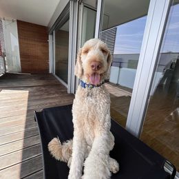 Assorted Doodle Crosses, Goldendoodle, and Poodle All Grown Up from Kava Kennels