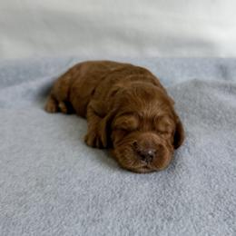 Boy 1 - male Australian Labradoodle puppy in Chelsea, Michigan from Michigan Labradoodles
