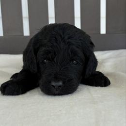 Ellie - Black female Goldendoodle puppy in Auburn, Indiana from Martin’s Doodles