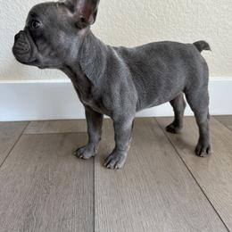 Lilac Female - White female French Bulldog puppy in Bakersfield, California from SierraValleyBullyz