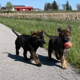 German Shepherds from Mill Street Shepherds