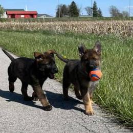 German Shepherds from Mill Street Shepherds