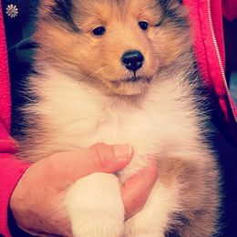 Shetland Sheepdog Puppies from Solange Shelties
