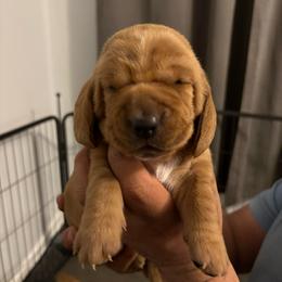 Girl 3     Red - Brown and white female Basset Hound puppy in Columbus, Ohio from Olveras Hound of Ohio